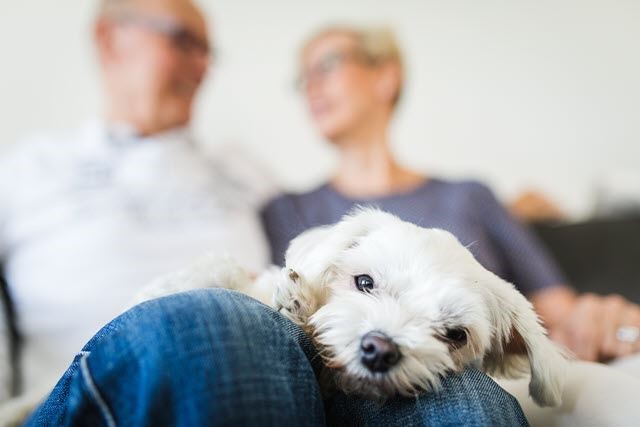 Uue kodu valikul tasub arvestada ka neljajalgsete pereliikmetega